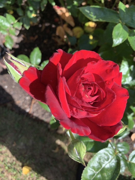 Gavnø Slot Rød Rose