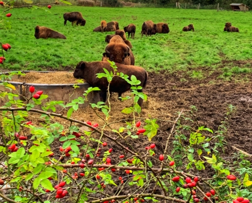 Fyn Ditlevsdal Bison Farm