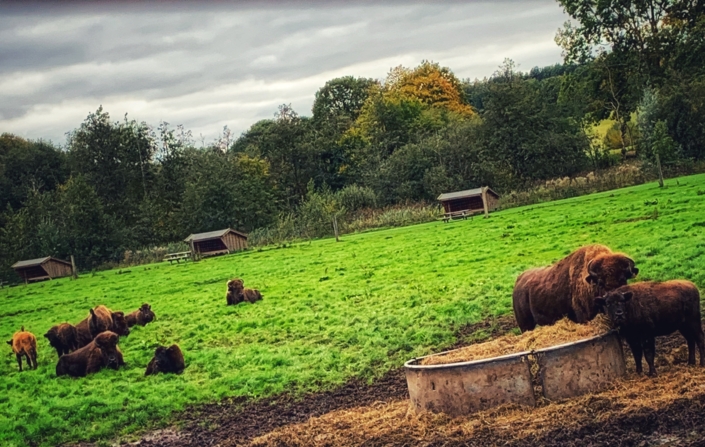 Nordfyn Ditlevsdal Bison Farm