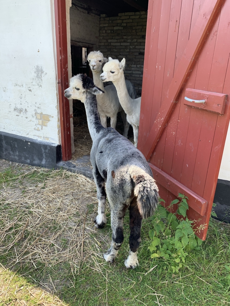 Alpati AlpacaPark alpaca fold