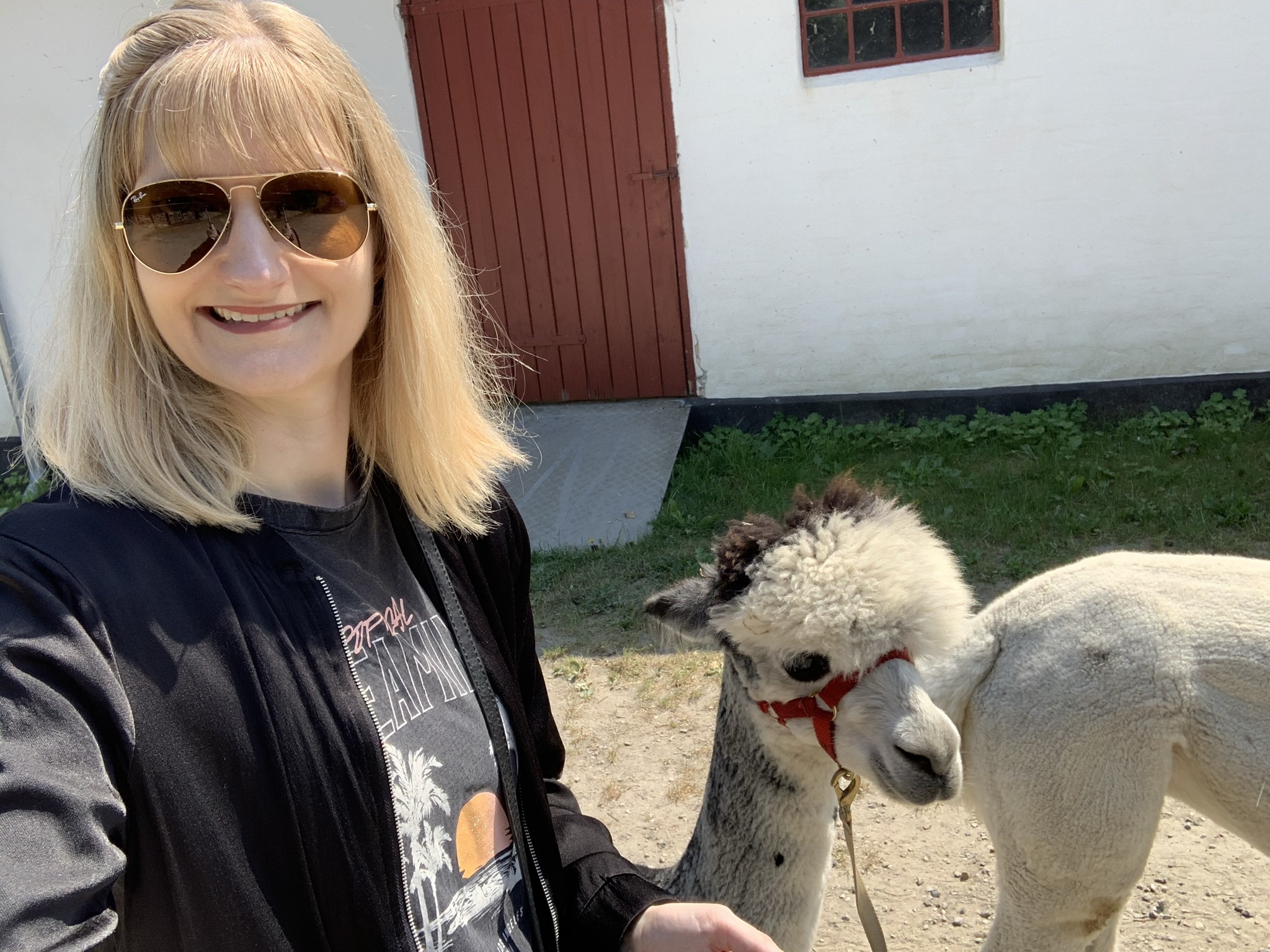 Alpati AlpacaPark alpaca-walk