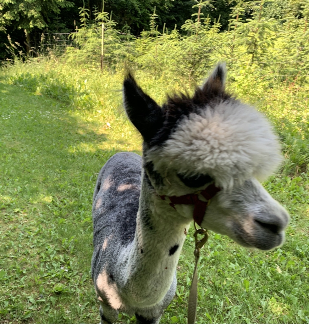 Alpati AlpacaPark Frida