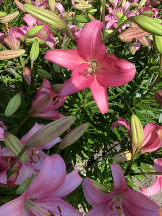 Denmark Naestved Gavno Castle pink lily