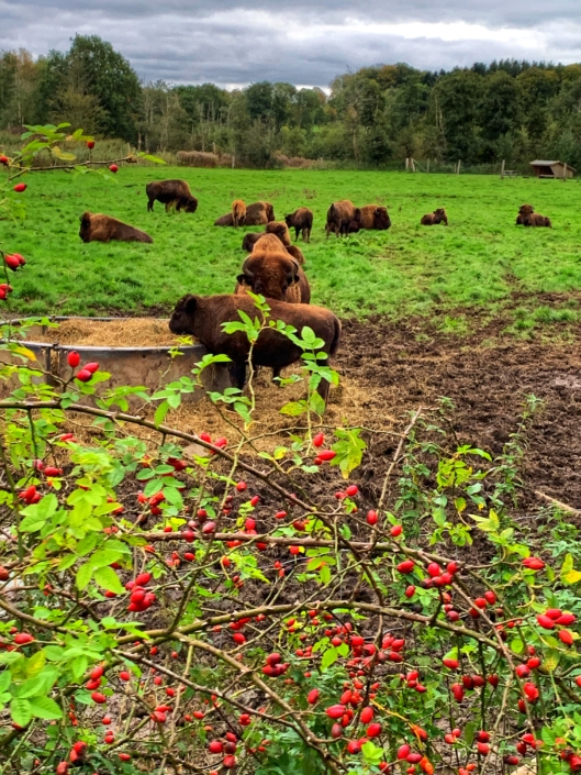 North Funen Ditlevsdal Bison Farm