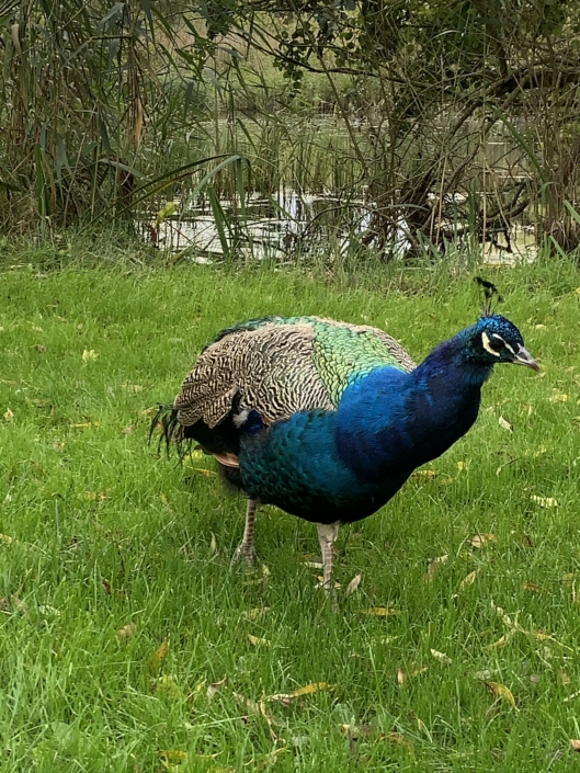 North Funen Harridslevgaard Castle peacock