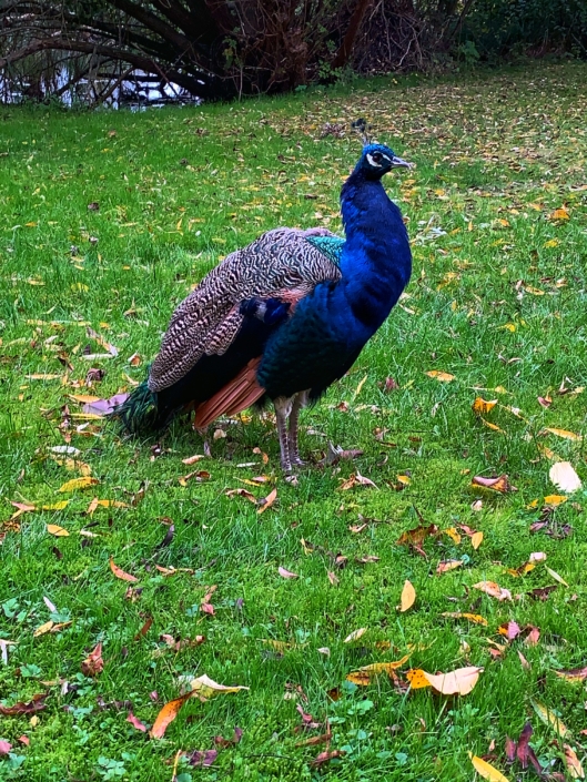 North Funen Harridslevgaard Castle peacock