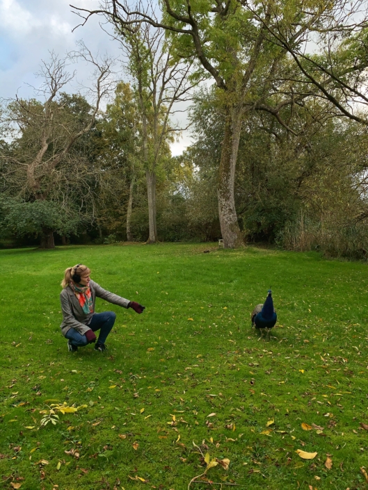North Funen Harridslevgaard Castle peacock