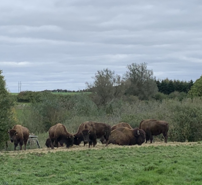 North Funen Ditlevsdal Bison Farm