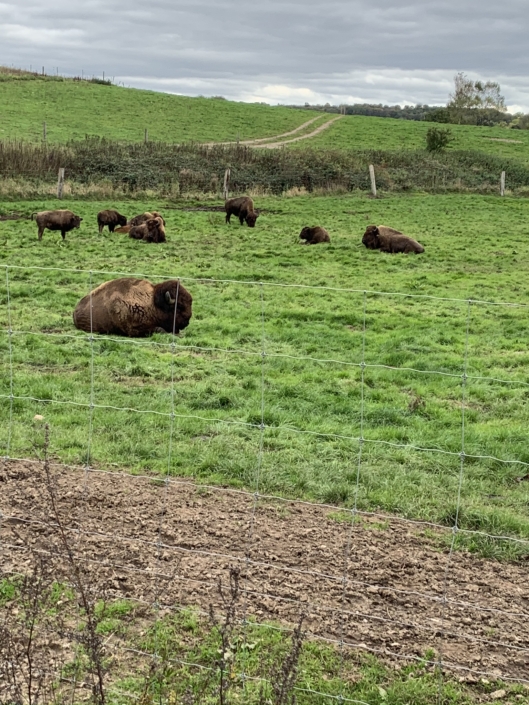 North Funen Ditlevsdal Bison Farm