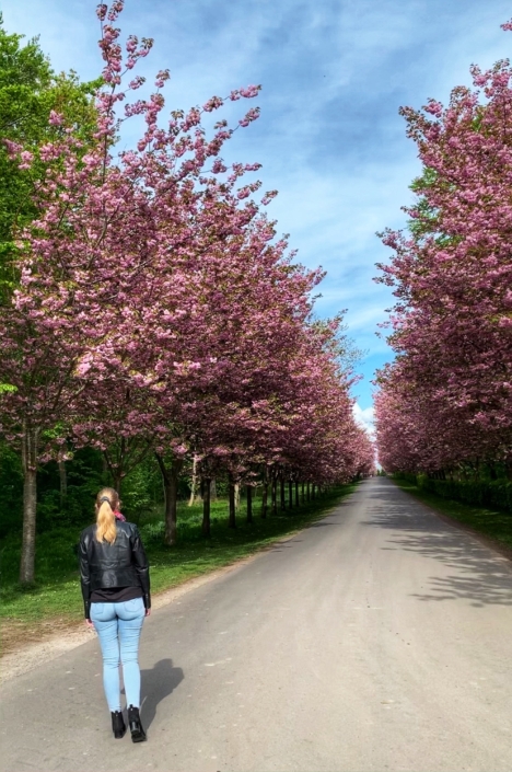 Denmark Naestved Gavno Castle cherry blossom avenue