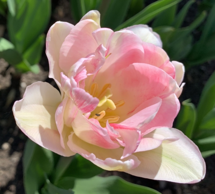 Denmark Naestved Gavno Castle blush tulip